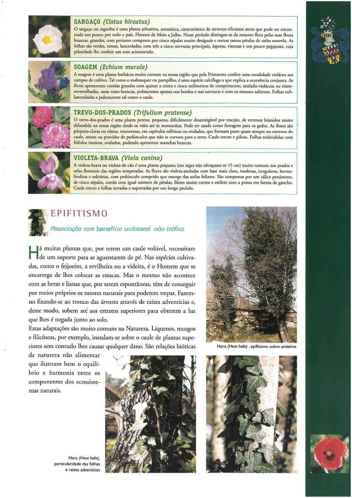 quinta_pedagogica